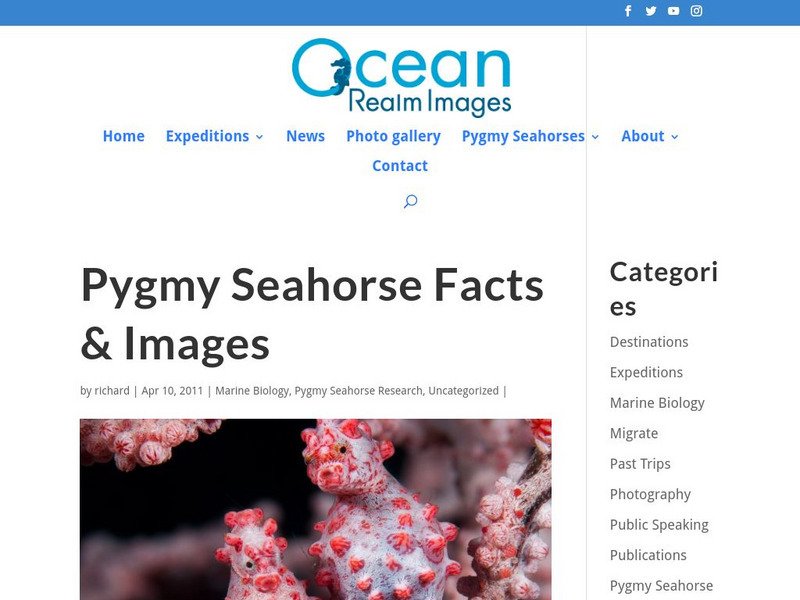 Ocean Real Images: Pygmy Seahorse: Facts and Images Website Ocean Real Images: Pygmy Seahorse: Facts and Images Website