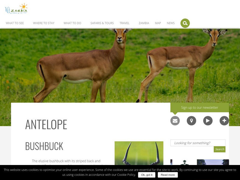 Zambia Tourism: Antelope Website Zambia Tourism: Antelope Website