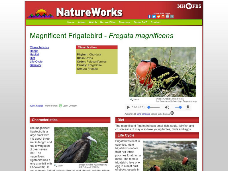 Nh Pbs: Nature Works: Magnificent Frigatebird Handout Nh Pbs: Nature Works: Magnificent Frigatebird Handout