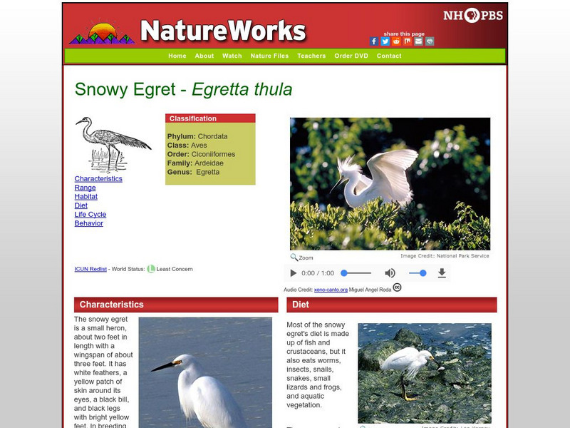 Nh Pbs: Nature Works: Snowy Egret Handout Nh Pbs: Nature Works: Snowy Egret Handout