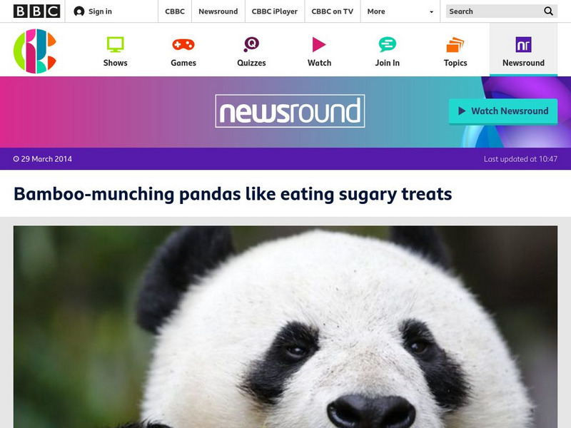 Bbc Newsround: Pandas Like Eating Sugary Treats Article Bbc Newsround: Pandas Like Eating Sugary Treats Article