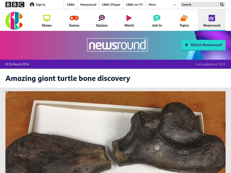 Bbc Newsround: Amazing Giant Turtle Bone Discovery Article Bbc Newsround: Amazing Giant Turtle Bone Discovery Article