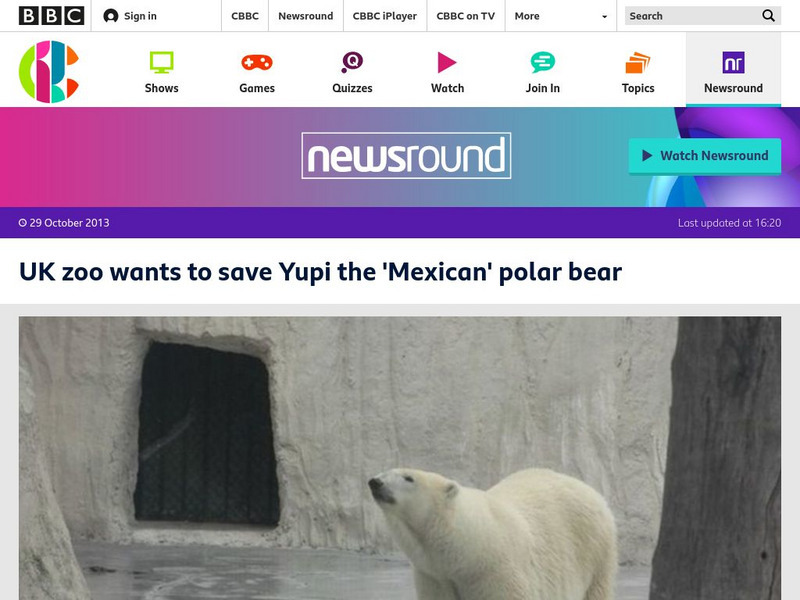 Bbc Newsround: Uk Zoo Wants to Aave Yupi the Polar Bear Article Bbc Newsround: Uk Zoo Wants to Aave Yupi the Polar Bear Article