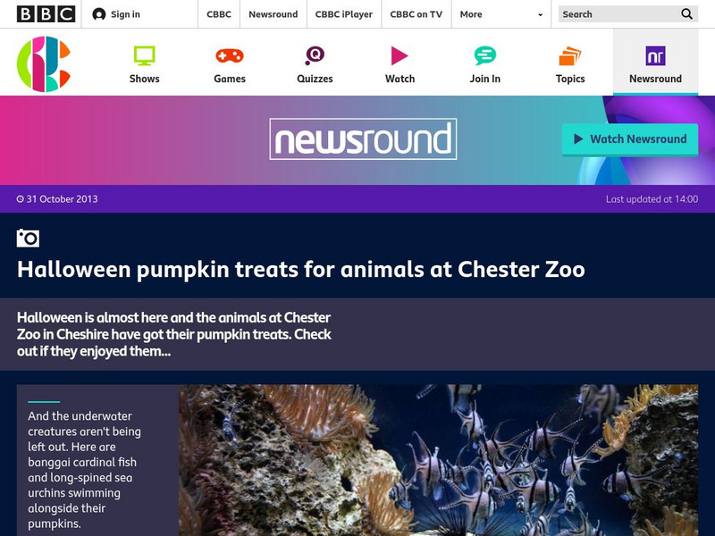Bbc Newsround: Halloween Pumpkin Treats for Animals PPT Bbc Newsround: Halloween Pumpkin Treats for Animals PPT