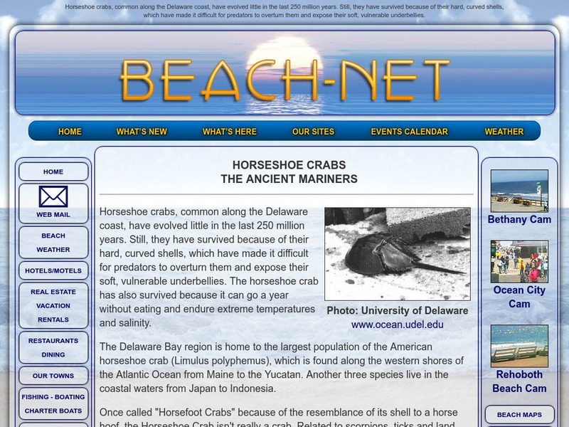 Beachnet: Horseshoe Crabs, the Ancient Mariners Handout Beachnet: Horseshoe Crabs, the Ancient Mariners Handout