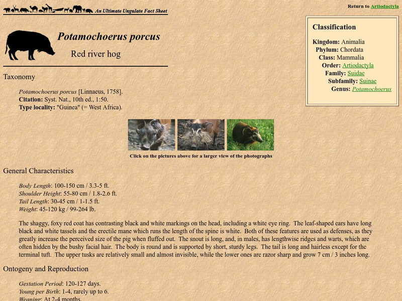 The Ultimate Ungulate Page: Red River Hog Handout