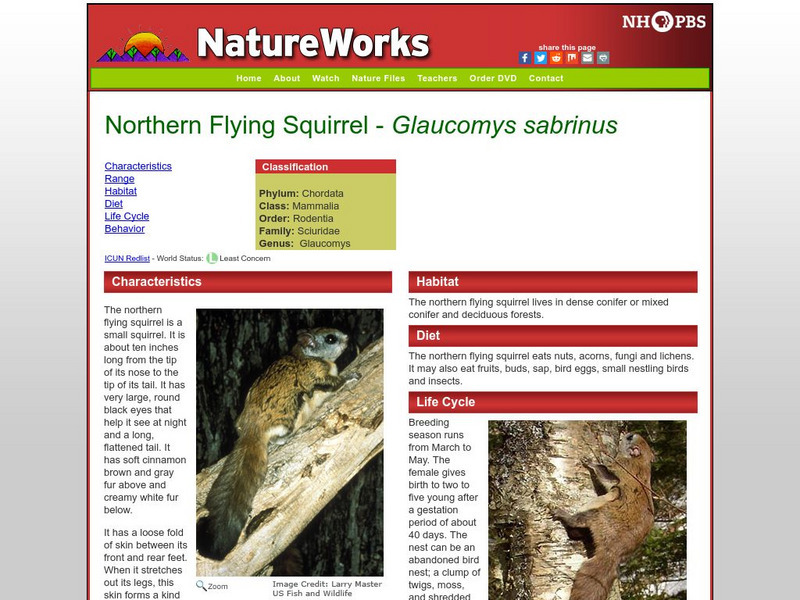 Nh Pbs: Nature Works: Northern Flying Squirrel Handout Nh Pbs: Nature Works: Northern Flying Squirrel Handout