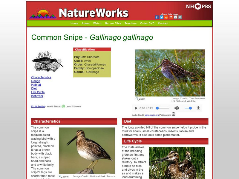 Nh Pbs: Nature Works: Common Snipe Handout Nh Pbs: Nature Works: Common Snipe Handout