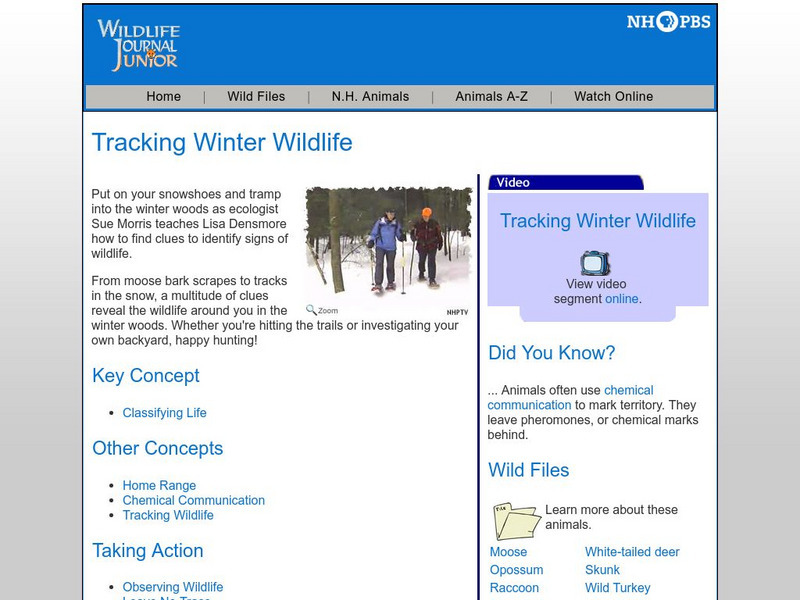 Nh Pbs: Wildlife Journal Jr: Tracking Winter Wildlife Website