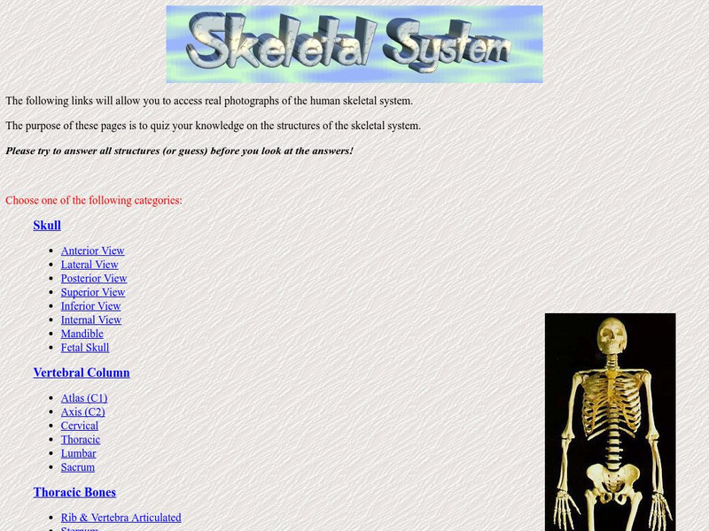 Pennsylvania State University: Skeletal System Unknown Type Pennsylvania State University: Skeletal System Unknown Type