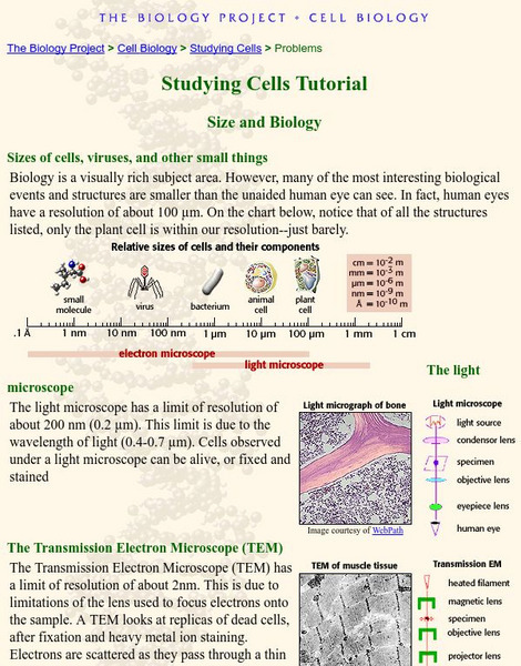 The Biology Project: Studying Cells Tutorial: Size and Biology Handout The Biology Project: Studying Cells Tutorial: Size and Biology Handout