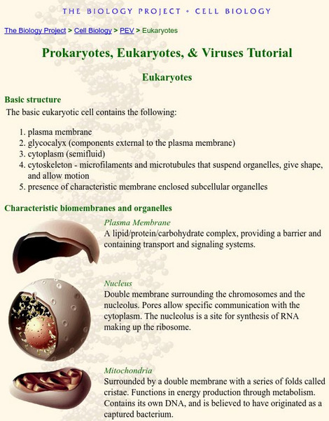 The Biology Project: Eukaryotes Handout The Biology Project: Eukaryotes Handout
