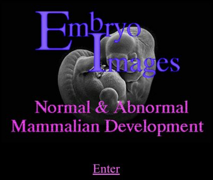 Embryo Images Online Handout Embryo Images Online Handout