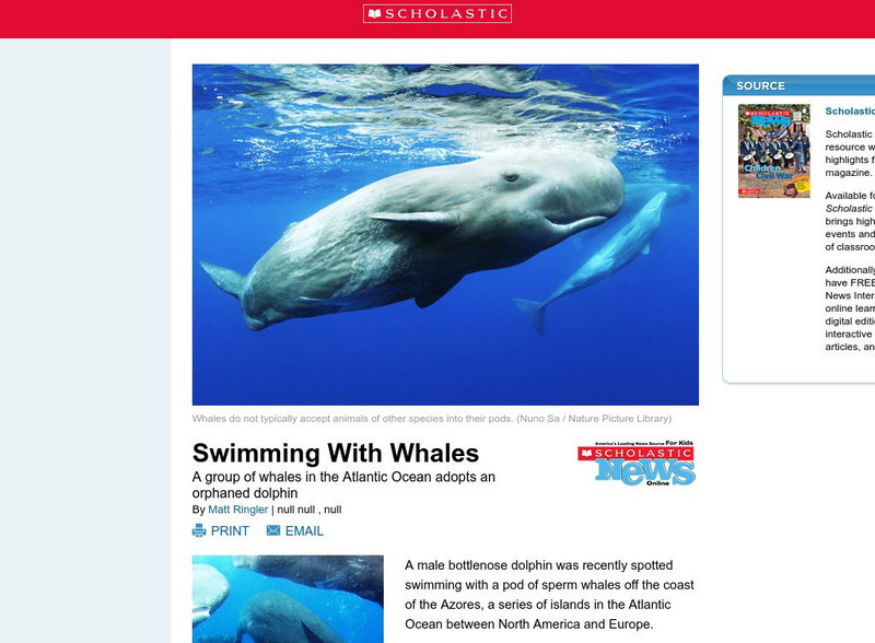Scholastic News: Swimming With Whales Article Scholastic News: Swimming With Whales Article