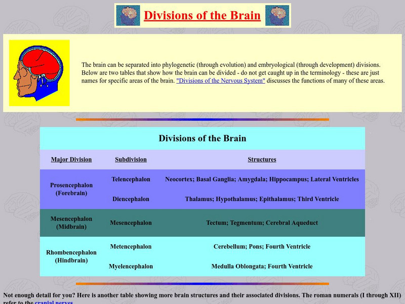 Washington University: Divisions of the Brain Graphic Washington University: Divisions of the Brain Graphic