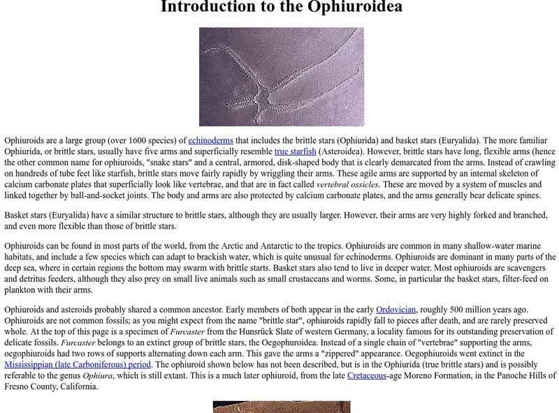 Ucmp: The Ophiuroidea Handout Ucmp: The Ophiuroidea Handout