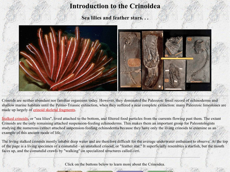 Ucmp: Introducing Crinoids Handout Ucmp: Introducing Crinoids Handout