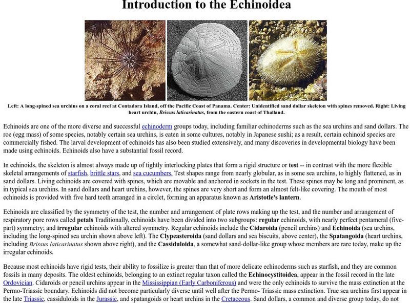 Ucmp: Introduction to the Echinoidea Handout Ucmp: Introduction to the Echinoidea Handout