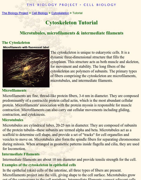 University of Arizona: Cytoskeleton Tutorial Handout University of Arizona: Cytoskeleton Tutorial Handout