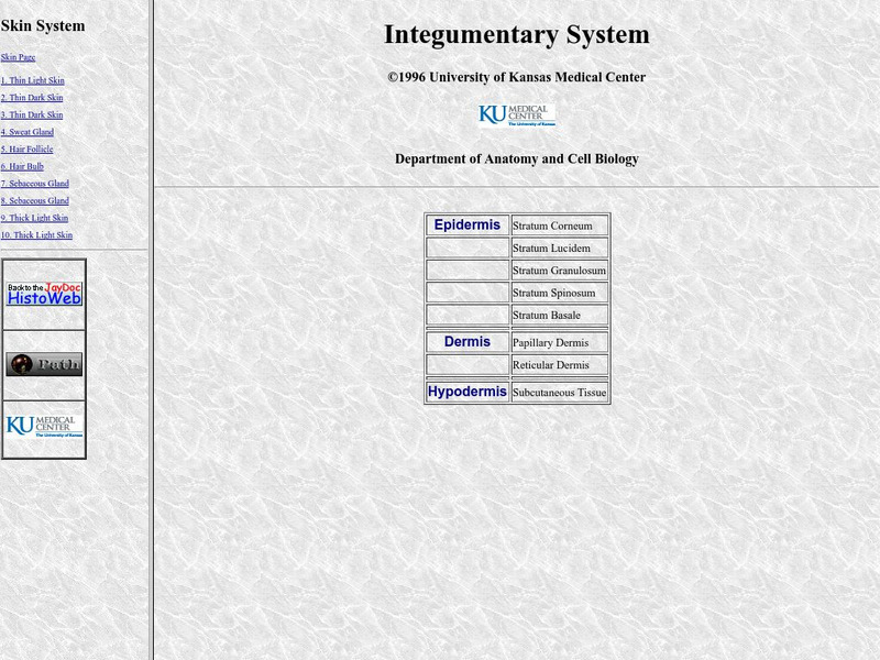 University of Kansas Medical Center: Integumentary System Graphic University of Kansas Medical Center: Integumentary System Graphic
