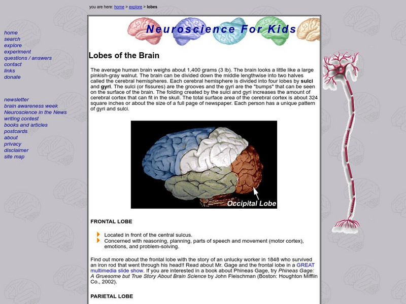 University of Washington: Lobes of the Brain Handout University of Washington: Lobes of the Brain Handout