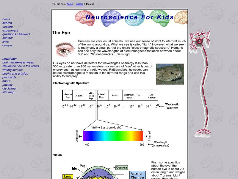 Neuroscience for Kids: The Eye Handout Neuroscience for Kids: The Eye Handout