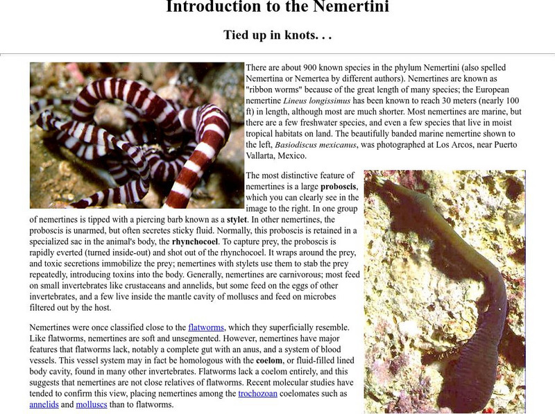 Ucmp: Nemertini, the Shoelace Worm Handout Ucmp: Nemertini, the Shoelace Worm Handout