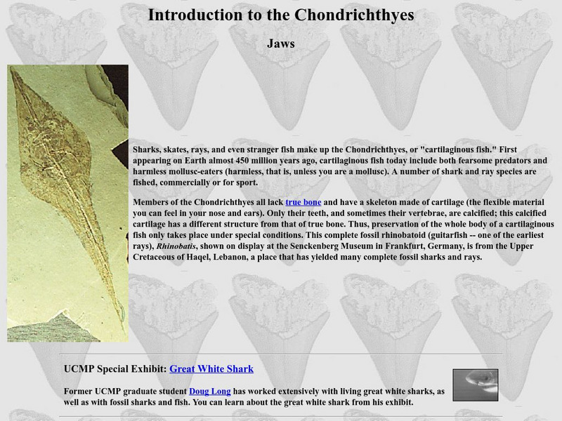Ucmp: Introduction to Chondrichthyes Handout Ucmp: Introduction to Chondrichthyes Handout