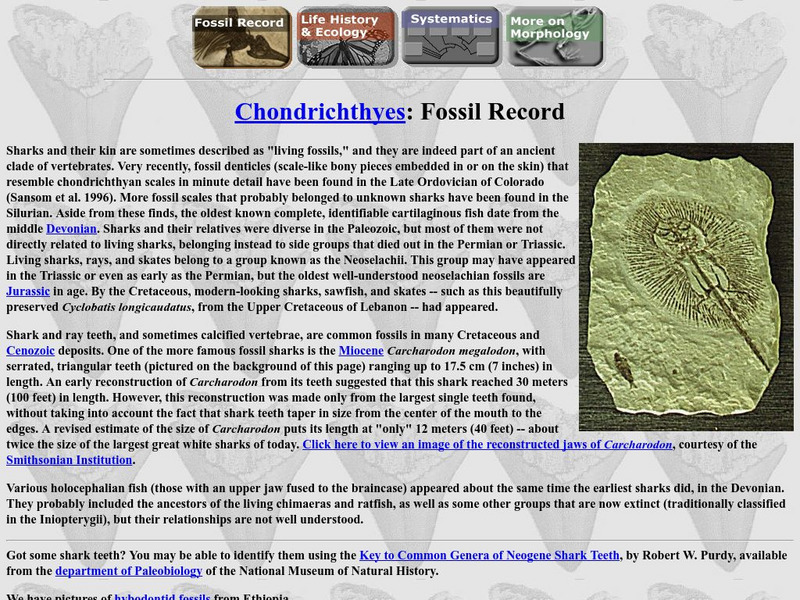 Ucmp: Chondrichthyes Fossil Record Handout Ucmp: Chondrichthyes Fossil Record Handout