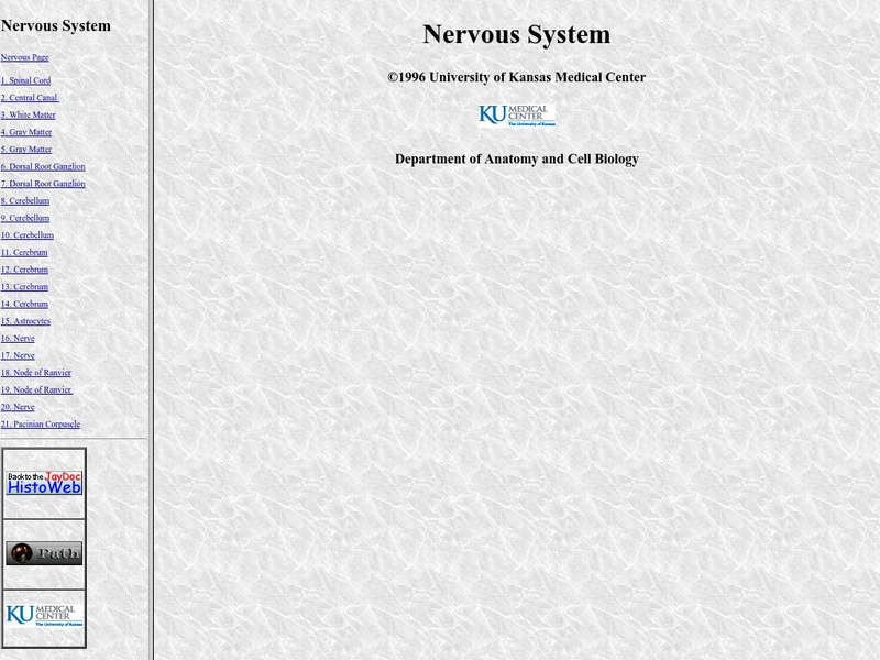 University of Kansas: Nervous System Graphic University of Kansas: Nervous System Graphic