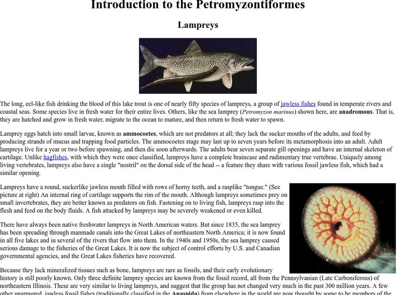 Ucmp: Lampreys Handout Ucmp: Lampreys Handout