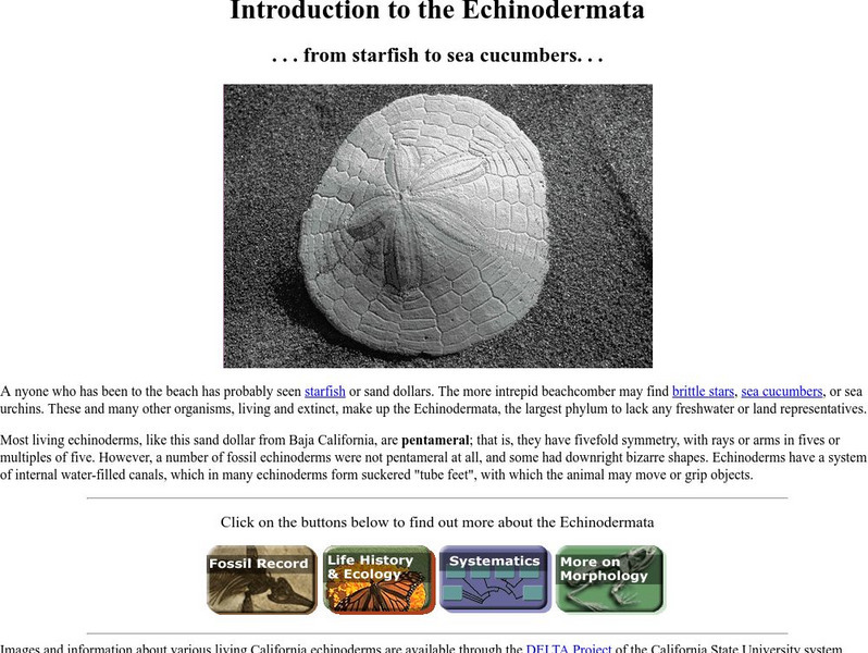 Ucmp: From Starfish to Sea Cucumbers Handout Ucmp: From Starfish to Sea Cucumbers Handout