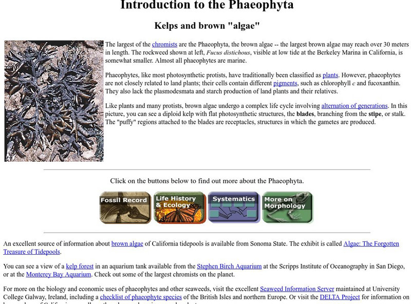 Ucmp: Brown Algae Handout Ucmp: Brown Algae Handout