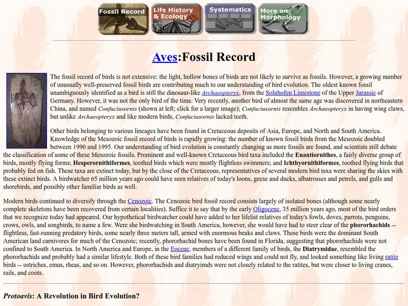 Ucmp: Aves: Fossil Record Handout Ucmp: Aves: Fossil Record Handout