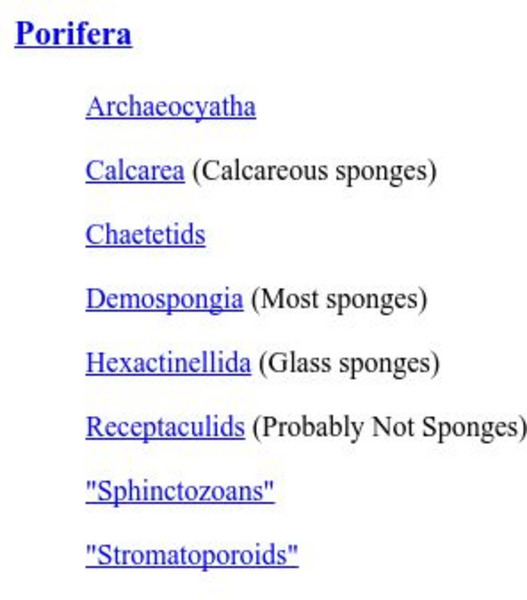 Ucmp: Phylum Porifera Handout Ucmp: Phylum Porifera Handout