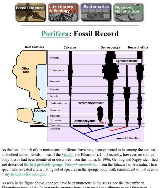 Ucmp: Uc Museum of Paleontology/ Fossil Records of Porifera Graphic Ucmp: Uc Museum of Paleontology/ Fossil Records of Porifera Graphic