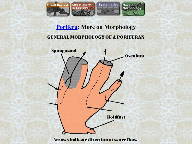 Ucmp: Morphology of Sponges Handout Ucmp: Morphology of Sponges Handout