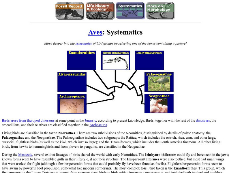 Ucmp: Systematics Handout Ucmp: Systematics Handout
