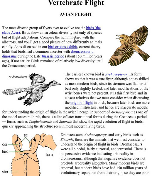 Ucmp: Vertebrate Flight Handout Ucmp: Vertebrate Flight Handout