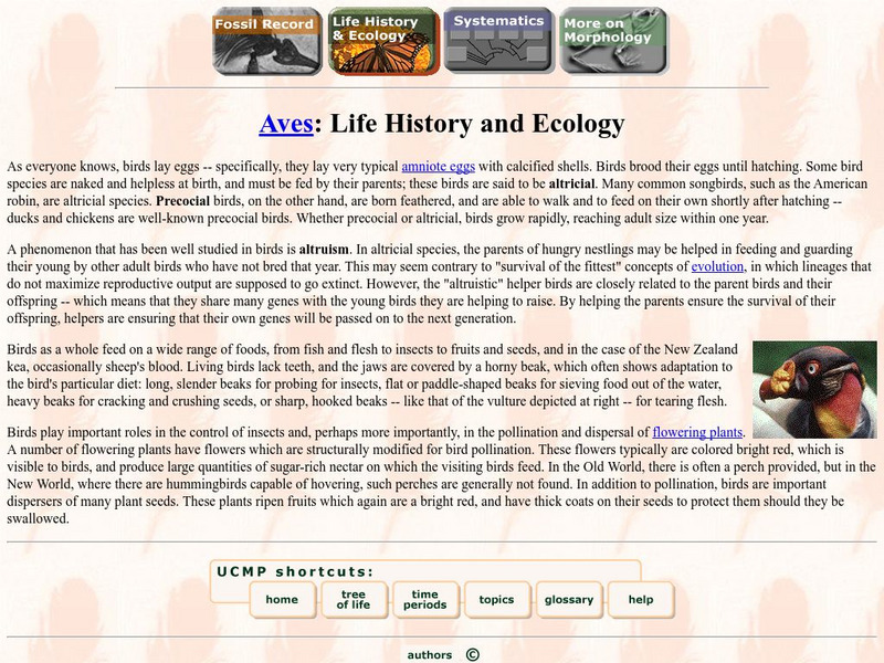 Ucmp: Aves Life History and Ecolog Handout