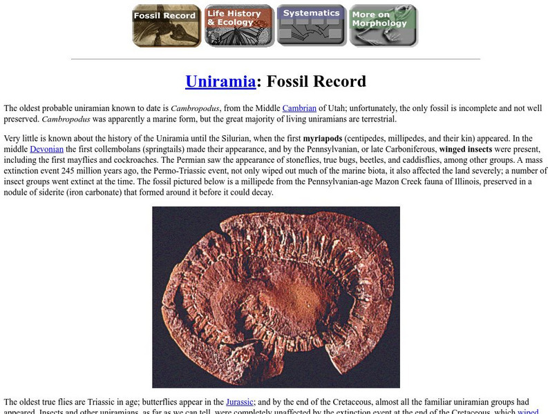 Ucmp: Uniramia Handout Ucmp: Uniramia Handout