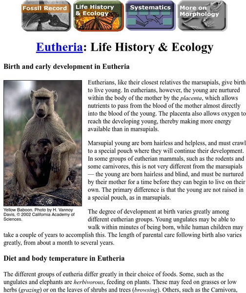 Ucmp: Eutheria Handout Ucmp: Eutheria Handout