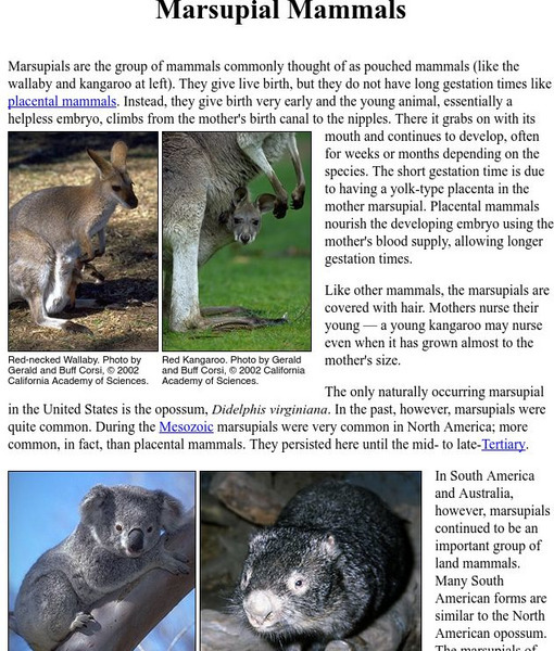 Ucmp: Marsupial Mammals Handout Ucmp: Marsupial Mammals Handout