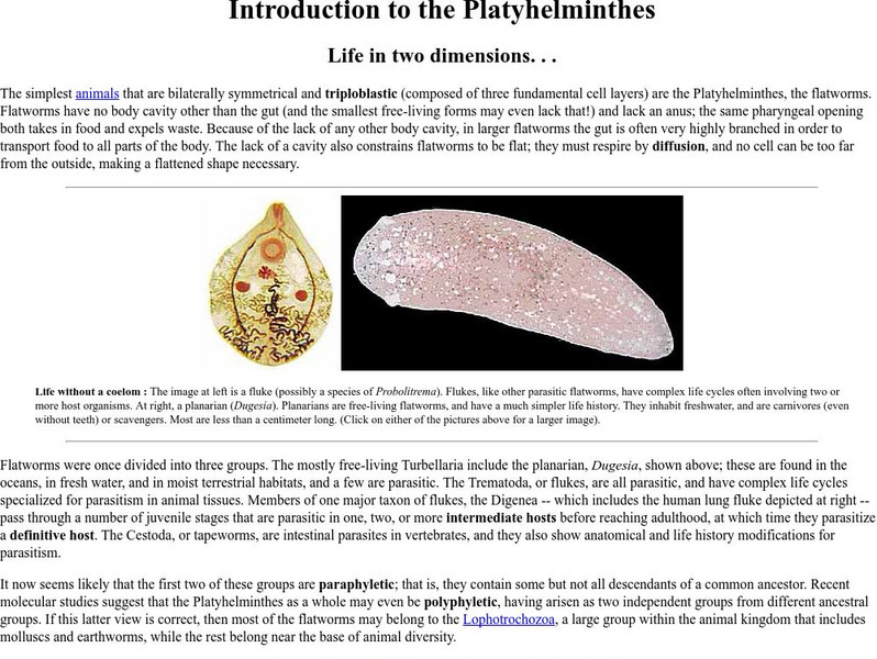 Ucmp: Flatworms, Life in Two Dimensions Handout Ucmp: Flatworms, Life in Two Dimensions Handout
