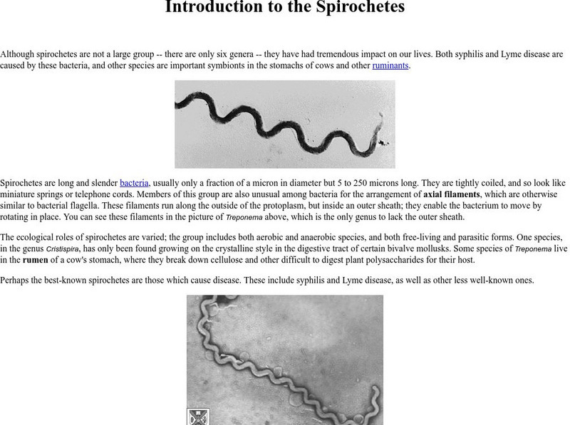 Ucmp: Spirochetes Handout Ucmp: Spirochetes Handout