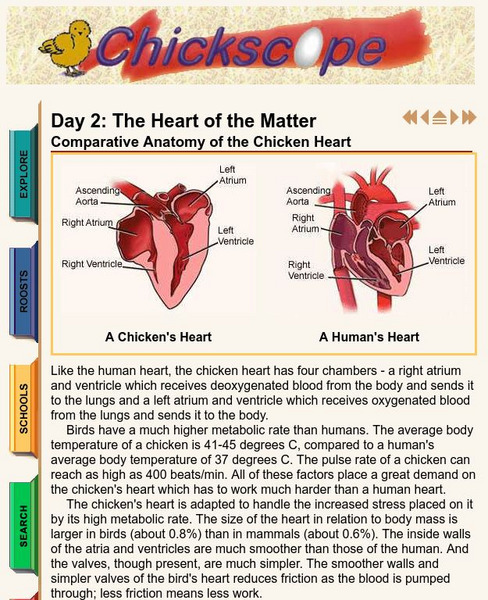 University of Illinois Urbana Champaign: The Heart of the Matter Activity University of Illinois Urbana Champaign: The Heart of the Matter Activity