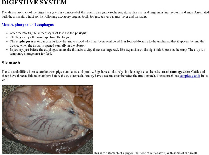 Department of Animal and Poultry Science: Digestive System Handout Department of Animal and Poultry Science: Digestive System Handout