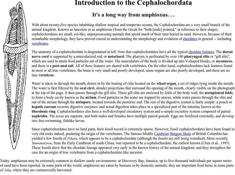 Ucmp: Introduction to the Cephalochordates & Lancelets Handout