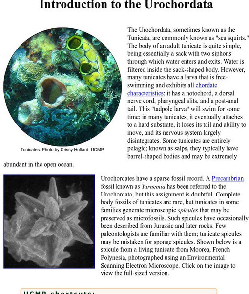 Ucmp: Introduction to Urochordata Handout