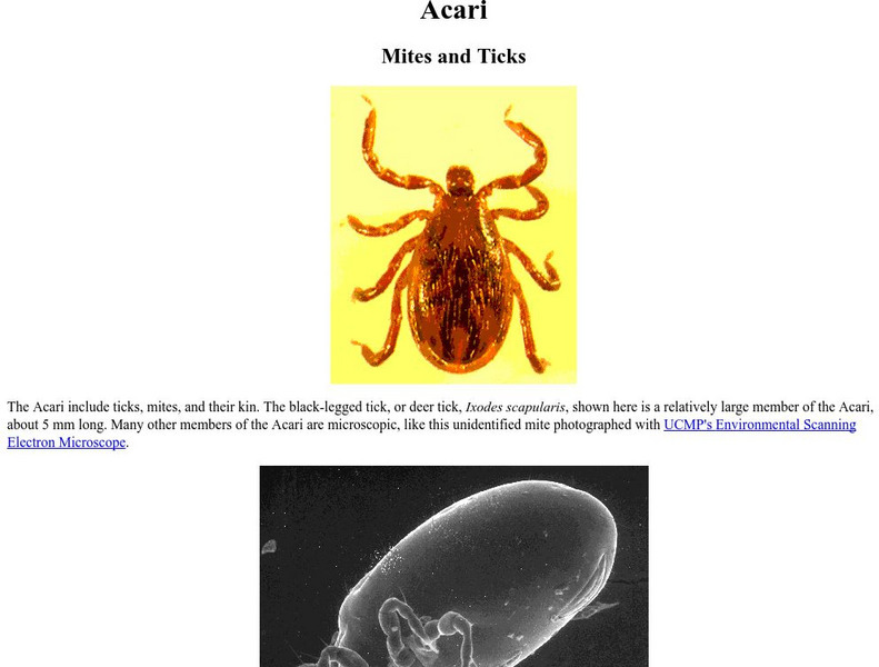 Ucmp: Acari Handout Ucmp: Acari Handout